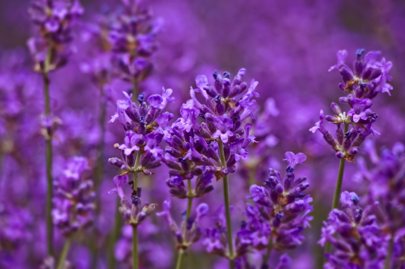 blooming lavender, freshness, flower head, mediterranean, selective focus, lavender colored, lavender plant, vulnerability, impression, day, true lavender