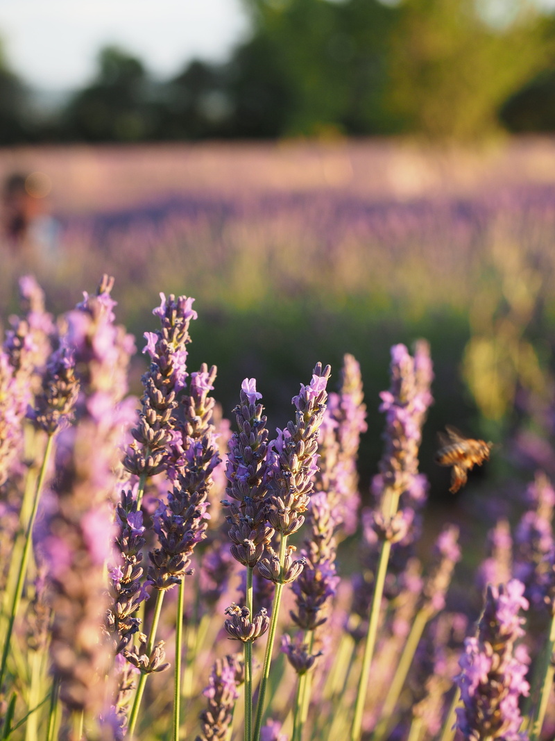 freshness, lavender, evening sun, outdoors, fragility, lavender flowers, tranquility, lavandula, flower, no people, growth, vulnerability, violet, france