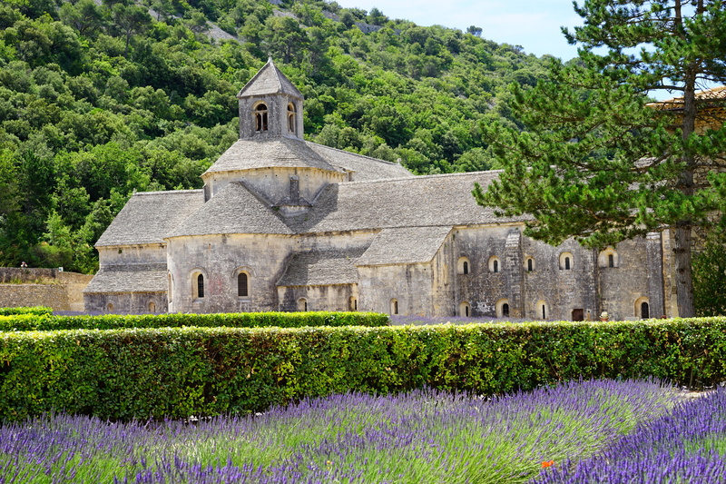 beauty in nature, flower meadow, lavandula angustifolia, rural Scene, tree, lavender cultivation, fragrance, fragrant, abbey, lavender flowers, church