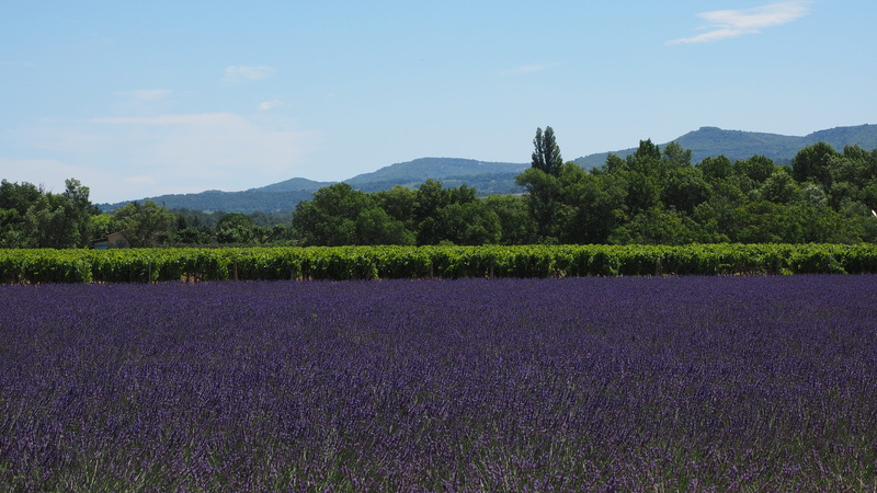 Field, no people, france, agriculture, flowerbed, land, outdoors, environment, plant, scenics - nature, tree, wine, 4K, provence, tranquility, lavender cultivation