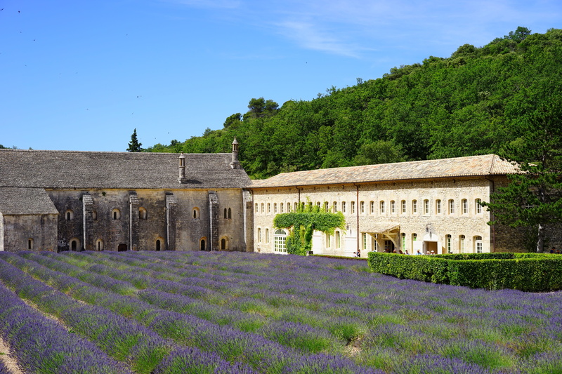 flora, homeopathy, lavandula officinalis, flower meadow, building, bistum avignon, no people, sénanque abbey, monastery, tree, the order of cistercians