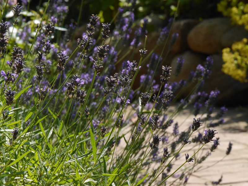 crop, fragility, selective focus, blossom, inflorescence, violet, garden, ornamental plant, field, lavender, flower, lavender flowers, flowering plant