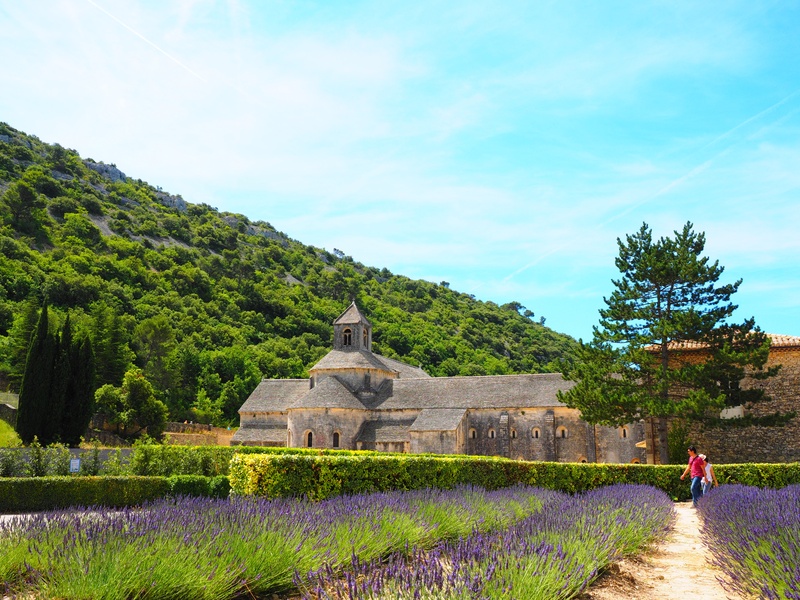 lavender blossom, lavendula, built structure, old, bistum avignon, summer, garden flowers, botany, bed, abbaye de sénanque, nature, garden, summer flowers