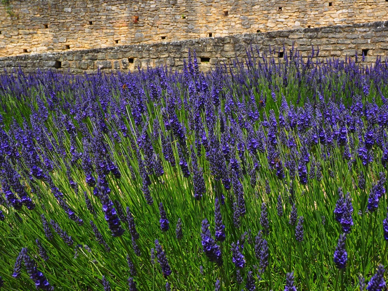 green, aromatic, decorative, lavendula, field, plant, lamiaceae, no people, summer flowers, fragrance, flower meadow, herbs, fragility, fragrant, flowers
