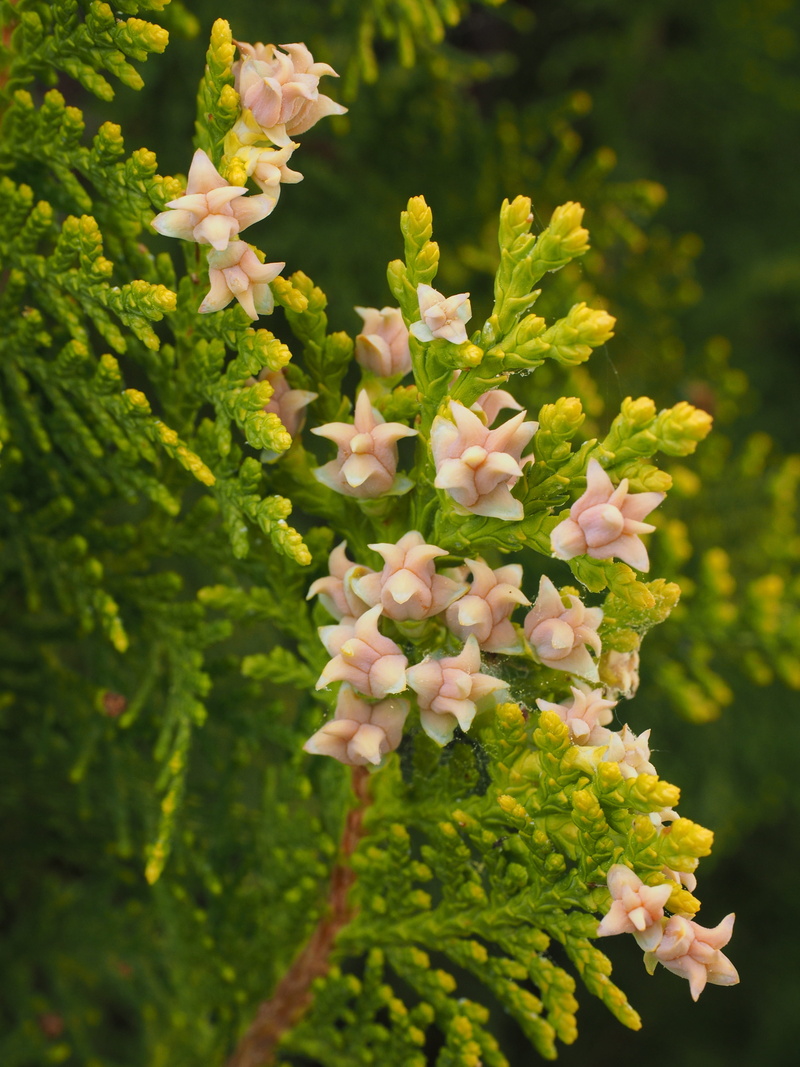 4K, lilac, beauty in nature, day, leaf, thuja lebensbaum, bush, ordinary thuja, nature, immergrüner tree, flower, focus on foreground, female flowers