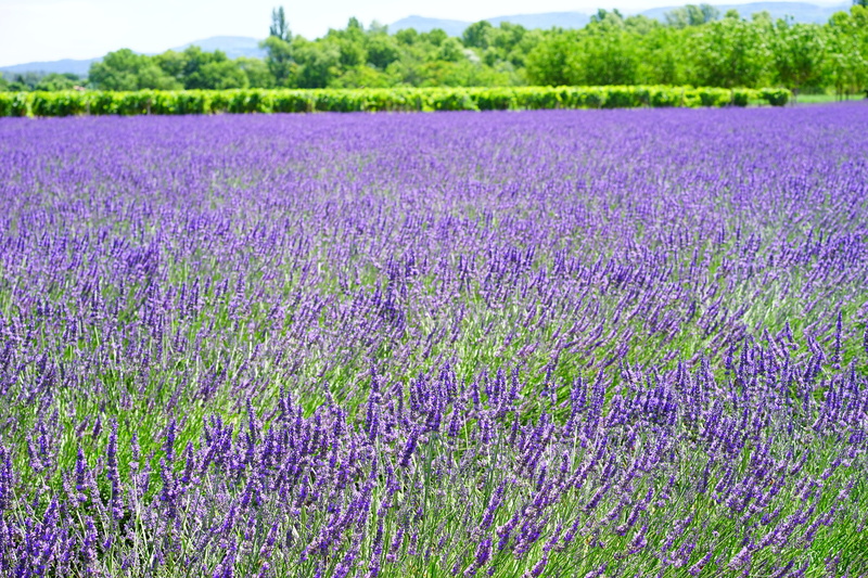lavandula officinalis, flowering plant, botany, herb, agriculture, outdoors, land, floral, fragrant, lilac blue, landscape, lavandula angustifolia, summer flowers