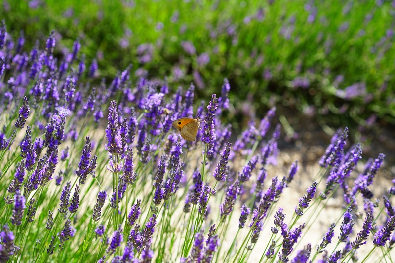 flowers, blooming lavender, freshness, lavender field, green, flower head, lavandula vera, fragility, lavender, close-up, floral, pollination, flowering plant