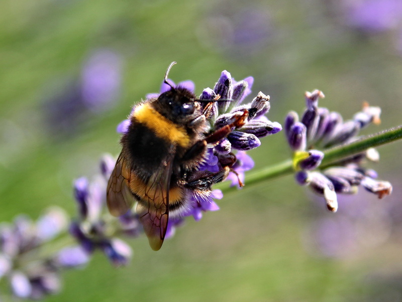 lamiaceae, lavender, flora, garden, 1080P, butterfly, macro, purple, scented plant, flower head, animal, blossom, beauty in nature, vulnerability, petal