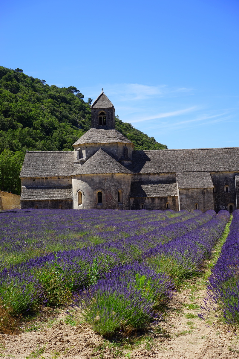 summer flowers, zisterzienser, sky, lavendula, gordes, crop, no people, provence, flower, lavandula vera, landscape, religion, fragrant, architecture, building exterior