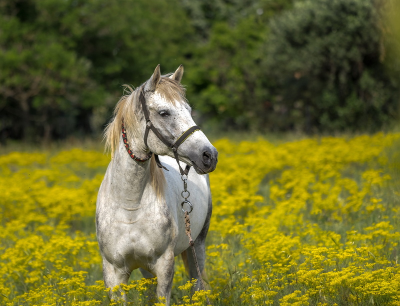 plant, green, standing, horse, field, animal themes, landscape, livestock, white, animal wildlife, yellow, domestic animals, 5K, growth, white horse, vertebrate
