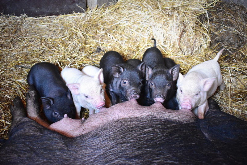 farmhouse, pets, animal themes, no people, 5K, group of animals, piglets, barn, animal family, mammal, dog, piglet, sleeping, pig, animal, indoors, livestock