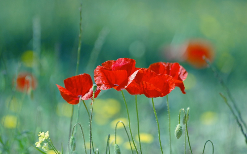 landscape, poppies, nature, flowers, 2K