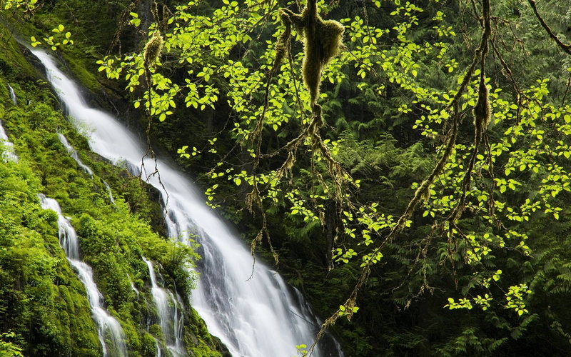 waterfall, 1080P, vines, forest, landscape, nature