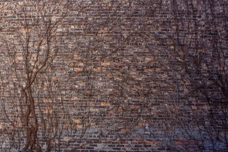 weathered, background, pattern, monotone, tree, directly above, close-up, old, nature, wood, flooring, wood - material, brick, brown, no people, vines
