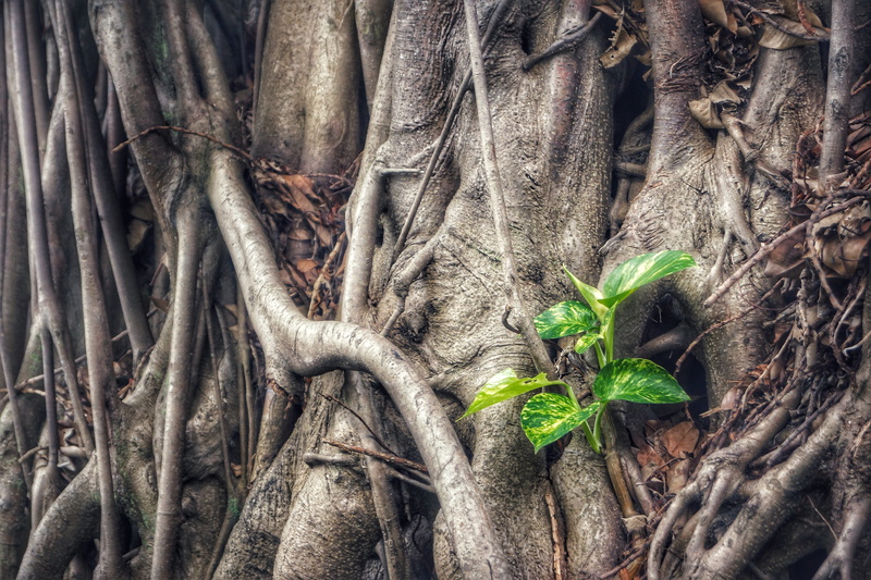 tree trunk, green color, nature, backgrounds, green, money plant, branch, leaf, epipremnum aureum, beauty in nature, land, forest, plant part, close-up