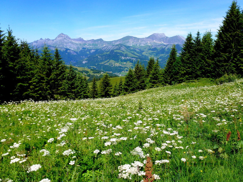 field, non-urban scene, landscape, scenics - nature, mountains, alpine, panorama, plant, 4K, flowering plant, no people, view, tree, land, day, freshness