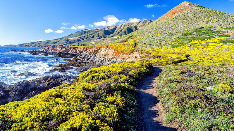 no people, grassland, beauty in nature, path, big sur, plant, united states, tree, blue sky, sunlight, outdoors, coastline, shore, field, nature, environment
