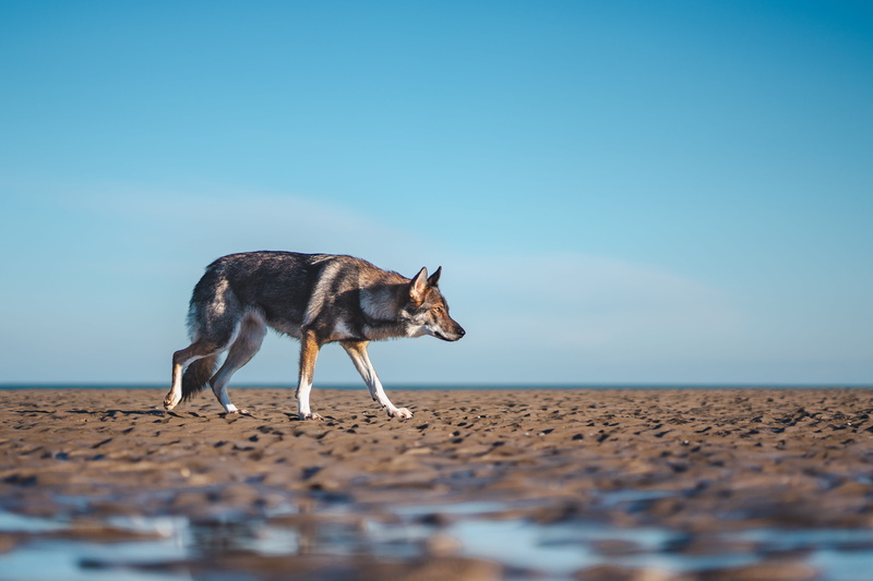 tamaskan, one animal, dog portrait, sea, low content wolfdog, wolf, clear sky, vertebrate, selective focus, walking, dog, france, nature, horizon over water