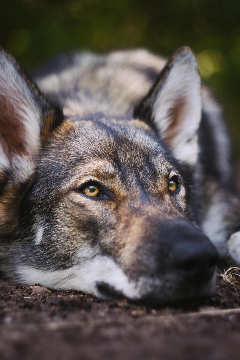 selective focus, domestic animals, dog, nordic, cute, sand, domestic, canine, nox the tamaskan, day, no people, husky, animal themes, animal body part
