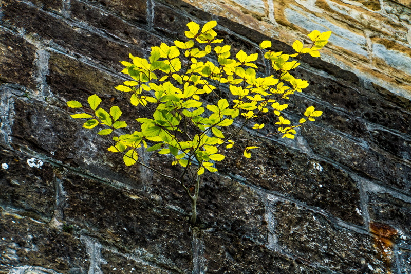 branch, wall - building feature, zollern, plant part, wall, rough, places of interest, outdoors, nature, castle wall, castle, lichen, 4K, fortress, vulnerability
