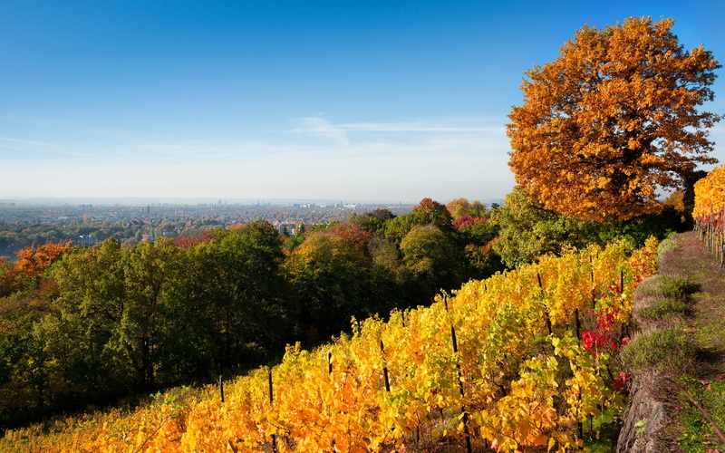 1080P, Nature, Trees, Vineyard, Yellow, Autumn, Dresden, Leaves