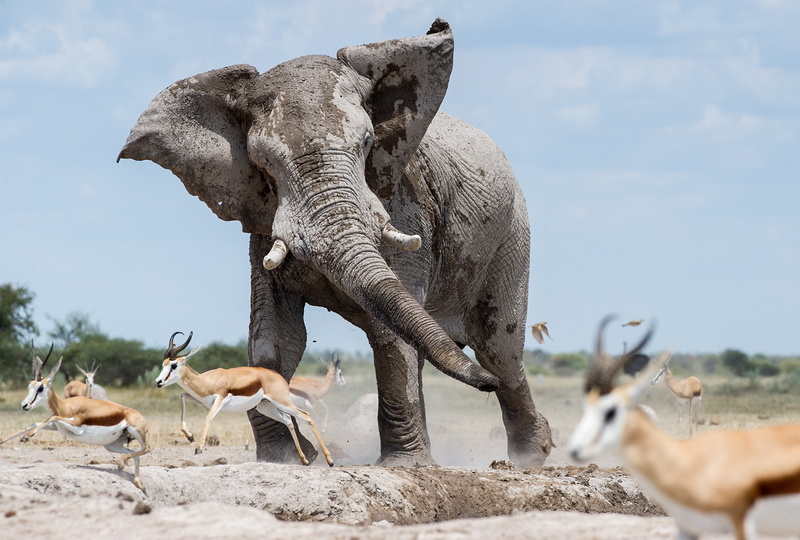 1080P, nature, Johan Barnard, elephant, animals, 500px