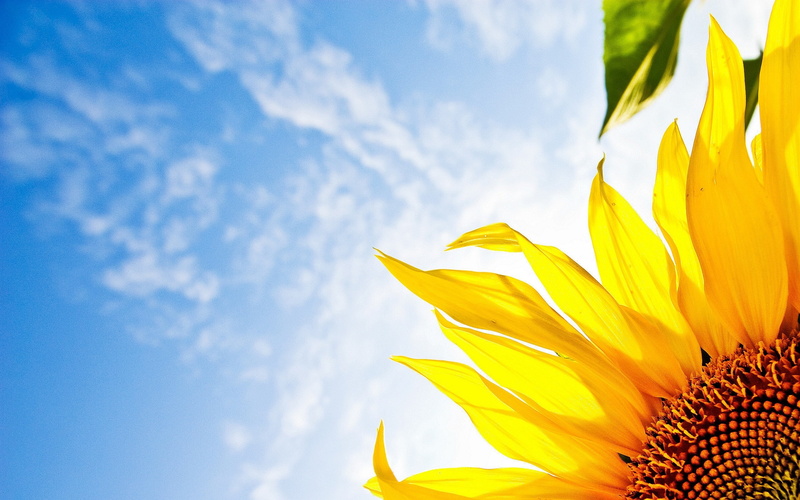 Blue, 2K, Sky, Sunflower