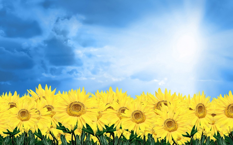 Blue, Sunflower, Sky, Golden, 1080P