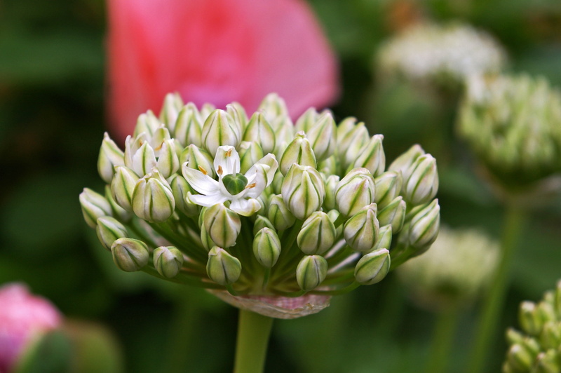 flowering plant, artichoke, flower arrangement, botany, blossom, no people, white, green Color, ball leek, freshness, bunch of flowers, 2K, springtime