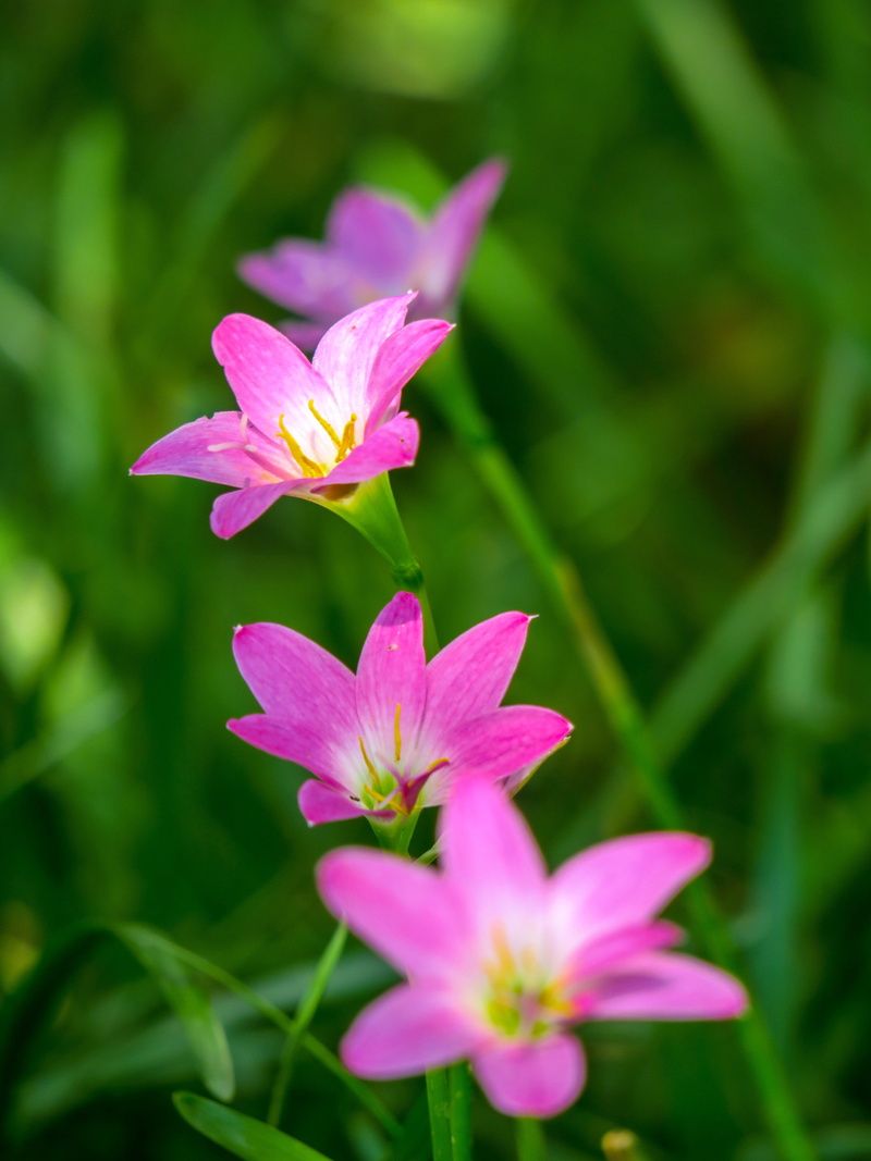 outdoors, selective focus, purple, nature, pollen, fragility, lycoris radiata section, petal, rain lily, atamasco, wind, wild flowers, inflorescence, flowering plant