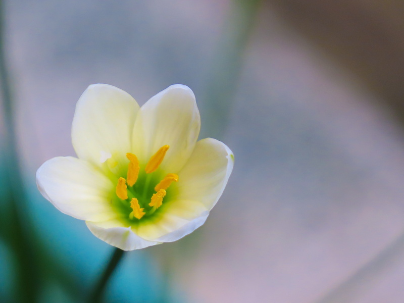 wind, herbaceous, focus on foreground, lycoris radiata section, petal, flowering plant, growth, 4K, white color, chuang 蓮, rain lily, inflorescence, rain