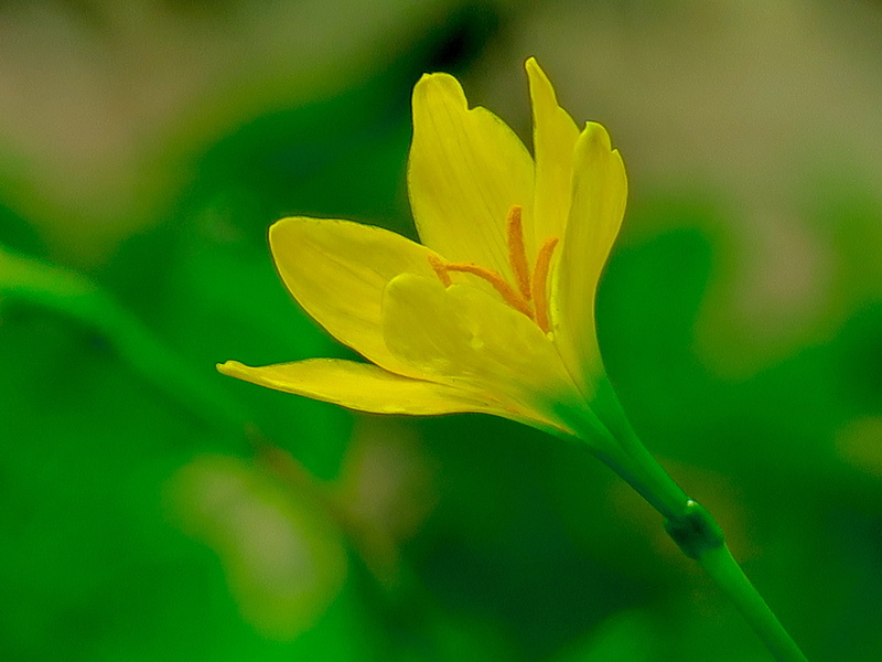 outdoors, stormy blue, natural, chuang 蓮, atamasco, wind, beauty in nature, hong kong, flowering plant, yellow, blue, 4K, pollen, beauty, inflorescence