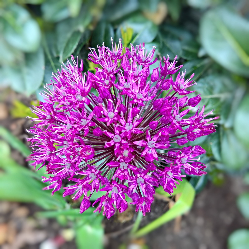 leek greenhouse, no people, violet, asterisk, day, close-up, nature, focus on foreground, spiky, pink color, botany, vulnerability, Allium, petal, Blossom