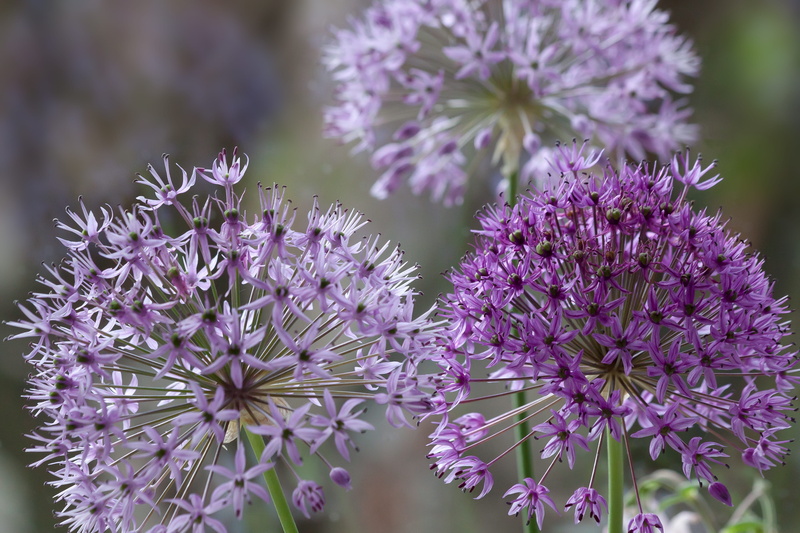 flower ball, lavender, leek flower, ball leek, petal, flower balls, selective focus, ornamental onion, day, nature, freshness, selective, fragility, petaled
