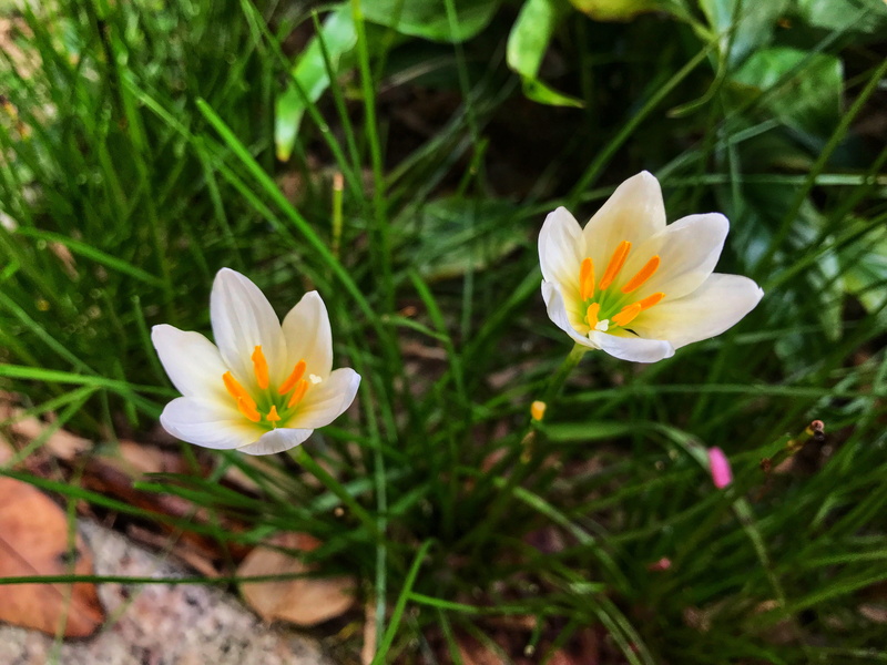 crocus, beauty, green, rain, no people, pollen, vulnerability, natural, chuang 蓮, flower head, nature, growth, focus on foreground, petal, blue, rain lily