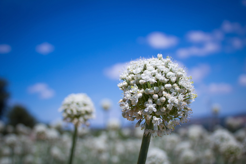 montelparo, focus on foreground, plant, flowering plant, inflorescence, freshness, growth, white color, outdoors, fragility, leek, brands, garden, blue