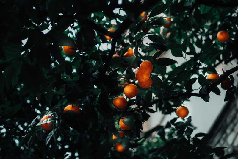 healthy Eating, forest, agriculture, orange Color, food, fruit, outdoors, no People, kumquat, 8K, citrus Fruit, red, orange, green, organic, tangerine