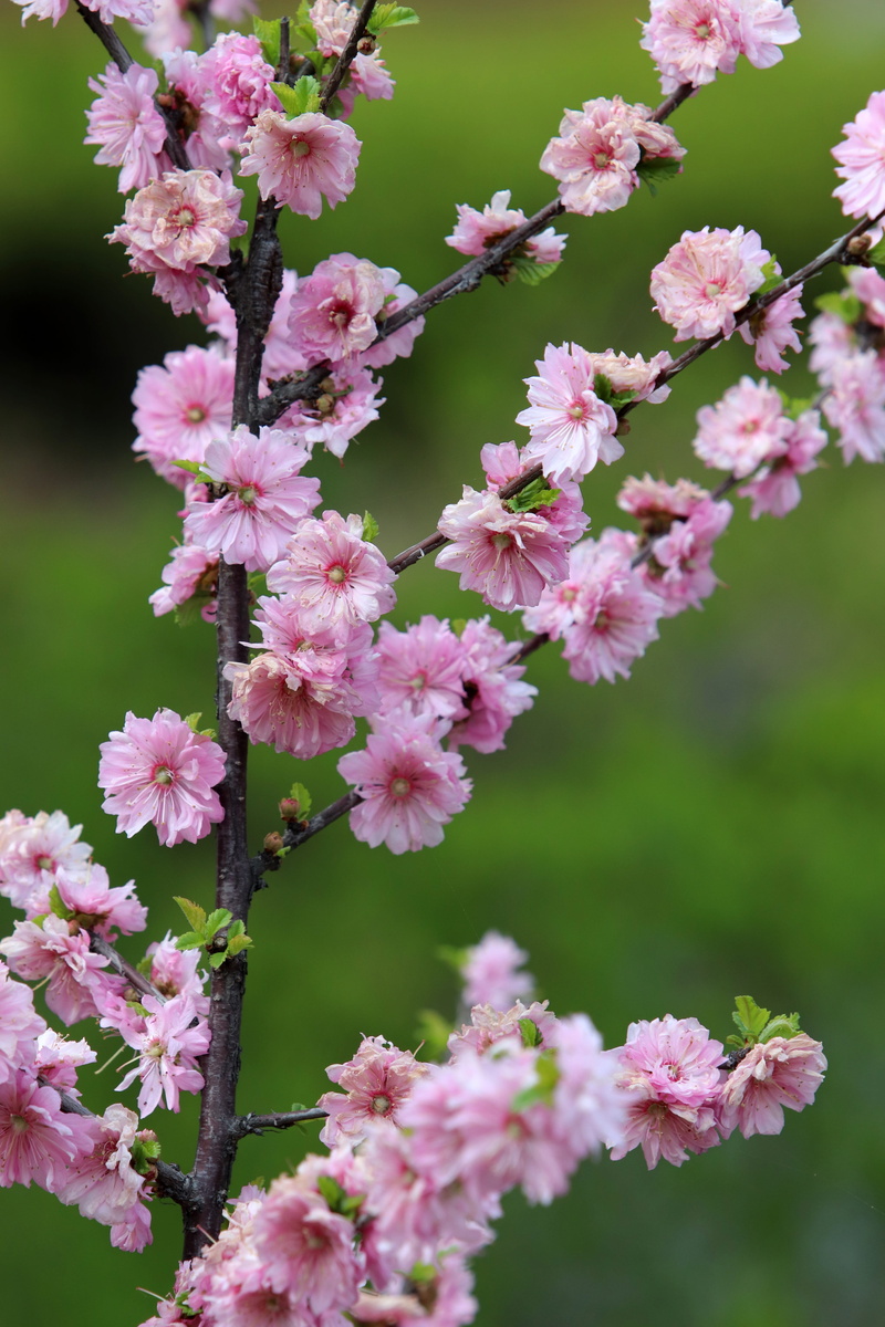 flowering plant, peach blossom, bunch of flowers, springtime, beautiful, blossom, season, flowers, 5K, no people, cherry blossom, pink, focus on foreground