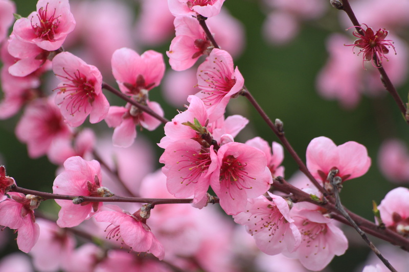 pink flowers, petal, vulnerability, pollen, spring, freshness, close-up, tree, no people, blossom, nature, day, plum blossom, springtime, 4K, peach, cherry blossom