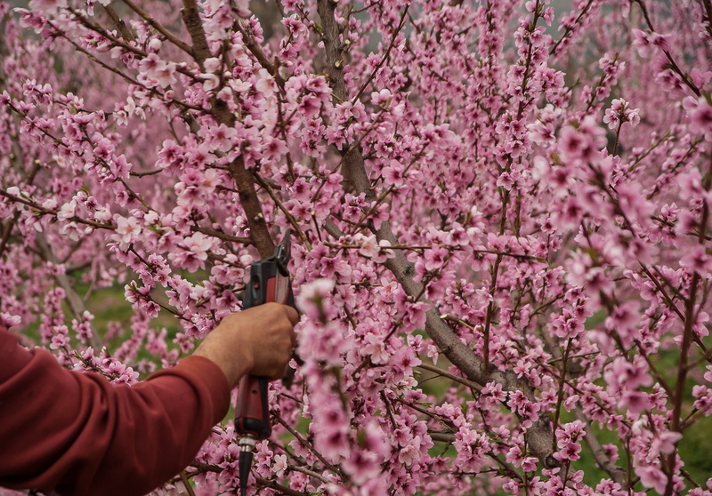 flower Head, plant, secateur, outdoors, springtime, flower, cherry blossom, growth, cherry tree, one person, branch, holding, beauty in nature, fragility