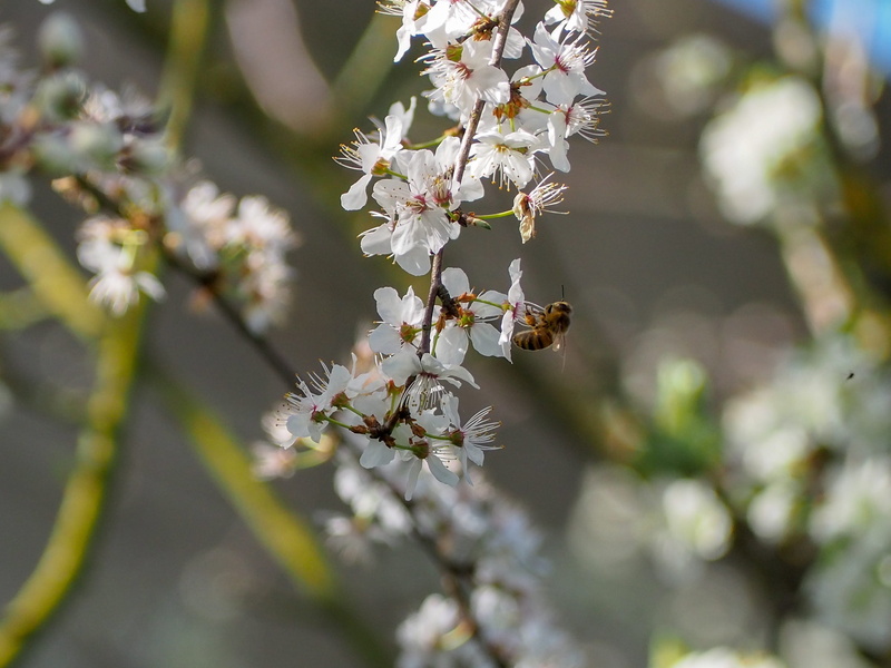 invertebrate, petal, buzz, tree, white color, fruit, freshness, branch, 2K, nature, cherry tree, bee, fragility, flower, outdoors, day, pollen, flowering plant