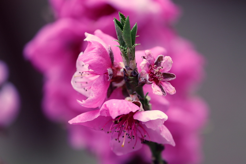 outdoors, petal, 5K, bloom, growth, flower, pink color, cherry tree, inflorescence, focus on foreground, beauty in nature, close-up, flowers, purple, vulnerability