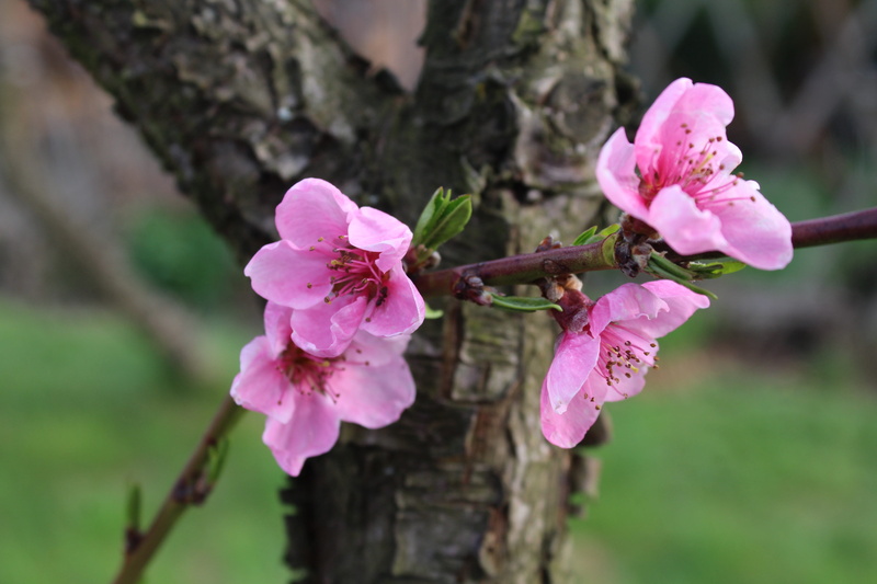 pollen, focus on foreground, nature, flowering plant, spring, close-up, flower, springtime, pink color, fragility, petal, beauty in nature, no people, cherry tree