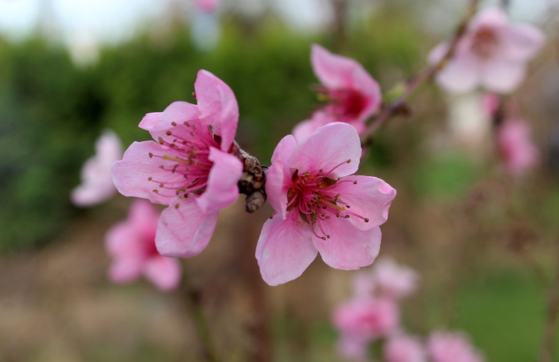 fruit trees, flowering plant, 4K, pollen, peach, vulnerability, purple, growth, cherry blossom, plant, cherry, inflorescence, petal, fragility, at the court of