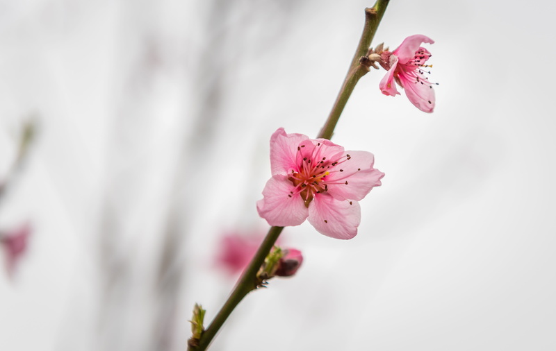 cherry tree, flowering plant, petal, nature, plant, 5K, fruit tree, close-up, tree, pollen, springtime, freshness, stamen, branch, peach blossom, flower head