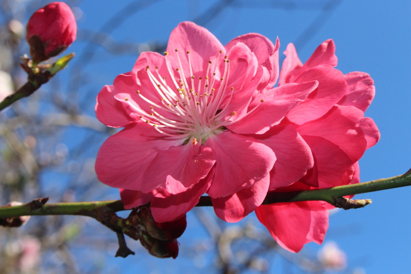 flower head, focus on foreground, ornamental, close-up, peach blossoms, inflorescence, cherry blossom, vulnerability, fragility, flower, petal, pink, springtime
