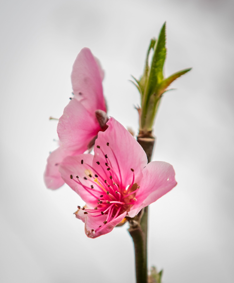 5K, stamen, pink, botany, bloom, flower head, petal, pollen, plant stem, spring, beauty in nature, peach blossom, flowering plant, branch, springtime
