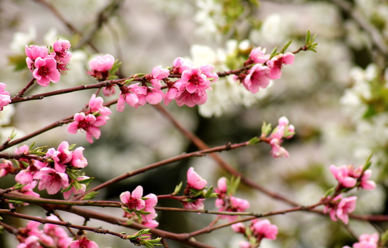 fruit trees, pollen, blossom, flowering plant, plant, outdoors, springtime, peach, cherry tree, beauty in nature, vulnerability, april, nature, cherry blossom