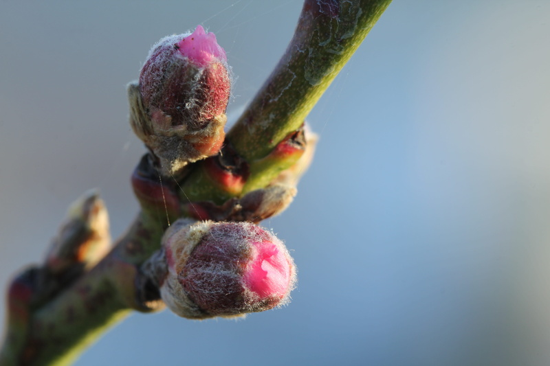 one animal, fruit, blossom, animal, plant, beginnings, new life, animal wildlife, bud, bloom, peach blossom, spring, close-up, fruit tree, sky, pink color