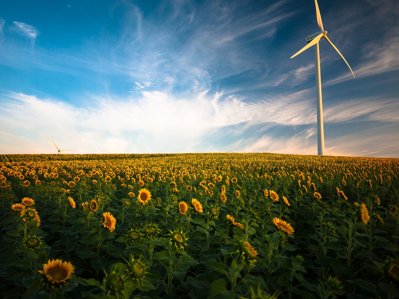 Sunflower fields, 4K, 4K, Wind turbine